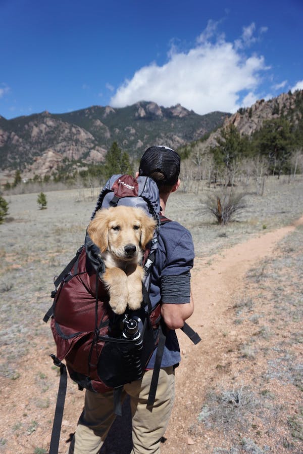 explore the world with your dog