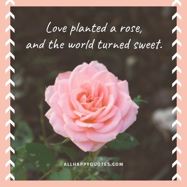 love planted a rose