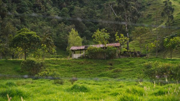 green leaves